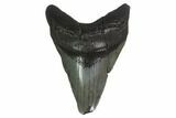 Fossil Megalodon Tooth - Georgia #144348-1